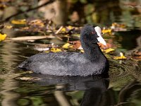 Fulica atra 45, Meerkoet, Saxifraga-Bart Vastenhouw