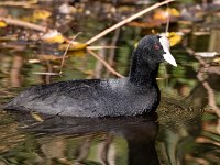 Fulica atra 46, Meerkoet, Saxifraga-Bart Vastenhouw