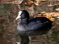 Fulica atra 47, Meerkoet, Saxifraga-Bart Vastenhouw