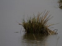 Fulica atra 48, Meerkoet, Saxifraga-Jan Nijendijk