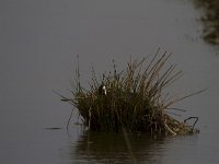 Fulica atra 49, Meerkoet, Saxifraga-Jan Nijendijk