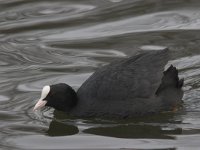 Fulica atra 5, Meerkoet, Saxifraga-Luc Hoogenstein