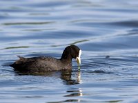 Fulica atra 6, Meerkoet, Saxifraga-Luc Hoogenstein