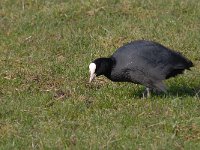 Fulica atra 69, Meerkoet, Saxifraga-Luuk Vermeer