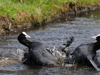 Fulica atra 7, Meerkoet, Saxifraga-Piet Munsterman