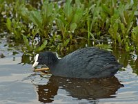 Meerkoet #01 : Fulica atra, Eurasian Coot, Meerkoet