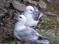 Fulmarus glacialis 33, Noordse stormvogel, Saxifraga-Bart Vastenhouw