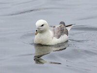 Fulmarus glacialis 69, Noordse stormvogel, Saxifraga-Bart Vastenhouw