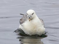 Fulmarus glacialis 70, Noordse stormvogel, Saxifraga-Bart Vastenhouw