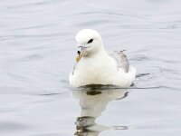 Fulmarus glacialis 83, Noordse stormvogel, Saxifraga-Bart Vastenhouw