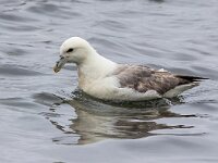 Fulmarus glacialis 84, Noordse stormvogel, Saxifraga-Bart Vastenhouw