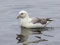 Fulmarus glacialis 86, Noordse stormvogel, Saxifraga-Bart Vastenhouw
