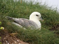 Fulmarus glacialis 88, Noordse Stormvogel, Saxifraga-Bart Vastenhouw,