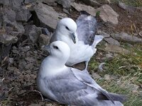 Fulmarus glacialis 89, Noordse stormvogel, Saxifraga-Bart Vastenhouw