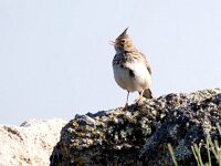 Galerida cristata 41, Kuifleeuwerik, Saxifraga-Bart Vastenhouw