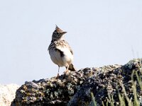 Galerida cristata 42, Kuifleeuwerik, Saxifraga-Bart Vastenhouw