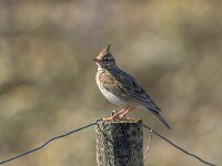 Galerida cristata 43, Kuifleeuwerik, Saxifraga-Bart Heijne