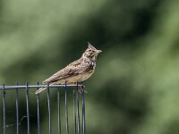 Galerida cristata 46, Kuifleeuwerik, adult, Saxifraga-Theo Verstrael