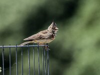 Galerida cristata 47, Kuifleeuwerik, adult, Saxifraga-Theo Verstrael