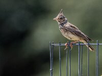 Galerida cristata 48, Kuifleeuwerik, adult, Saxifraga-Theo Verstrael