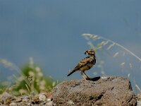Galerida cristata 49, Kuifleeuwerik, adult, Saxifraga-Theo Verstrael