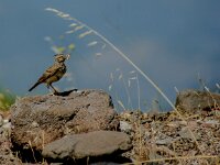 Galerida cristata 50, Kuifleeuwerik, adult, Saxifraga-Theo Verstrael