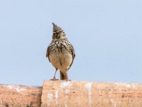 Galerida theklae 10, Thekla's leeuwerik, adult, Saxifraga-Theo Verstrael