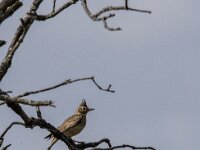 Galerida theklae 13, Thekla's leeuwerik, adult, Saxifraga-Theo Verstrael