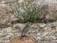 Galerida theklae 2, Thekla's leeuwerik, adult, Saxifraga-Theo Verstrael
