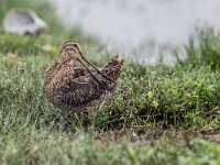 Gallinago gallinago 102, Watersnip, adult, Saxifraga-Theo Verstrael