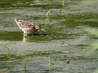 Gallinago gallinago 107, Watersnip, Saxifraga-Tom Heijnen