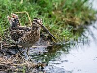 Gallinago gallinago 116, Watersnip, adult, Saxifraga-Theo Verstrael