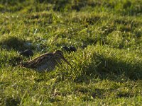 Gallinago gallinago 117, Watersnip, Saxifraga-Jan Nijendijk