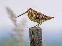 Common snipe sitting on pole in wetland  Common snipe (Gallinago gallinago) wader bird guarding for territory in wetland breeding habitat. Wildlife scene in nature. Netherlands. : Netherlands, animal, beak, bird, birdwatching, breeding, color, colorful background, common, common snipe, estuary, europe, european, fall, fantail, fence, fishpond, fly, friesland, galinago galinago, gallinago, gallinago gallinago, grassland, hide, hungary, inlet, lake, meadow, moor, national, nature, park, pole, season, sit, sitting, snipe, standing, swamp, wader, waders, watching, water, wetland, wild, wildlife, wood, wooden