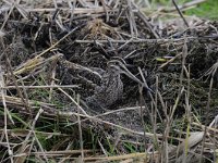 Gallinago gallinago 28, Watersnip, Saxifraga-Luuk Vermeer