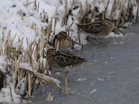 Gallinago gallinago 29, Watersnip, Saxifraga-Luuk Vermeer