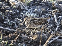 Gallinago gallinago 36, Watersnip, Saxifraga-Luuk Vermeer