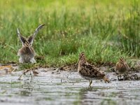 Gallinago gallinago 39, Watersnip, adult, Saxifraga-Theo Verstrael