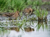 Gallinago gallinago 4, Watersnip, adult, Saxifraga-Theo Verstrael