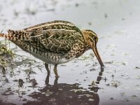 Gallinago gallinago 49, Watersnip, adult, Saxifraga-Theo Verstrael