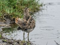 Gallinago gallinago 55, Watersnip, adult, Saxifraga-Theo Verstrael