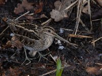 Gallinago gallinago 60, Watersnip, Saxifraga-Luuk Vermeer