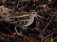 Gallinago gallinago 65, Watersnip, Saxifraga-Luuk Vermeer