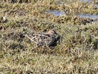 Gallinago gallinago 70, Watersnip, Saxifraga-Luuk Vermeer