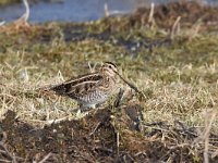 Gallinago gallinago 74, Watersnip, Saxifraga-Luuk Vermeer