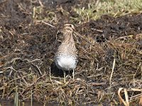 Gallinago gallinago 75, Watersnip, Saxifraga-Luuk Vermeer