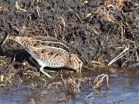 Gallinago gallinago 81, Watersnip, Saxifraga-Luuk Vermeer