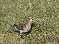 Gallinago gallinago 91, Watersnip, Saxifraga-Luuk Vemeer