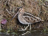 Gallinago gallinago 97, Watersnip, Saxifraga-Luuk Vermeer