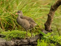 Gallinula chloropus 18, Waterhoen, juvenile, Saxifraga-Theo Verstrael